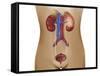 Anatomy of Female Urinary System-Stocktrek Images-Framed Stretched Canvas