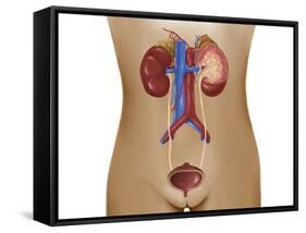 Anatomy of Female Urinary System-Stocktrek Images-Framed Stretched Canvas