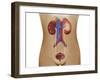 Anatomy of Female Urinary System-Stocktrek Images-Framed Photographic Print