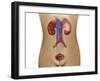 Anatomy of Female Urinary System-Stocktrek Images-Framed Photographic Print
