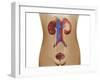 Anatomy of Female Urinary System-Stocktrek Images-Framed Photographic Print