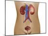 Anatomy of Female Urinary System-Stocktrek Images-Mounted Photographic Print