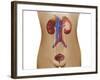 Anatomy of Female Urinary System-Stocktrek Images-Framed Photographic Print