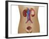 Anatomy of Female Urinary System-Stocktrek Images-Framed Photographic Print