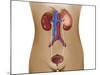 Anatomy of Female Urinary System-Stocktrek Images-Mounted Photographic Print