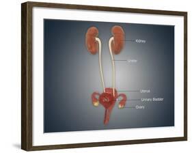 Anatomy of Female Uterus with Ovaries, Kidney and Bladder-null-Framed Art Print