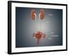 Anatomy of Female Uterus with Ovaries, Kidney and Bladder-null-Framed Art Print