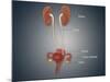 Anatomy of Female Uterus with Ovaries, Kidney and Bladder-null-Mounted Art Print