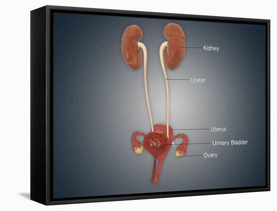 Anatomy of Female Uterus with Ovaries, Kidney and Bladder-null-Framed Stretched Canvas