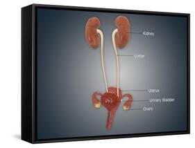 Anatomy of Female Uterus with Ovaries, Kidney and Bladder-null-Framed Stretched Canvas