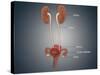 Anatomy of Female Uterus with Ovaries, Kidney and Bladder-null-Stretched Canvas