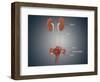 Anatomy of Female Uterus with Ovaries, Kidney and Bladder-null-Framed Art Print