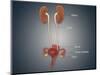 Anatomy of Female Uterus with Ovaries, Kidney and Bladder-null-Mounted Art Print