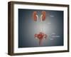 Anatomy of Female Uterus with Ovaries, Kidney and Bladder-null-Framed Art Print