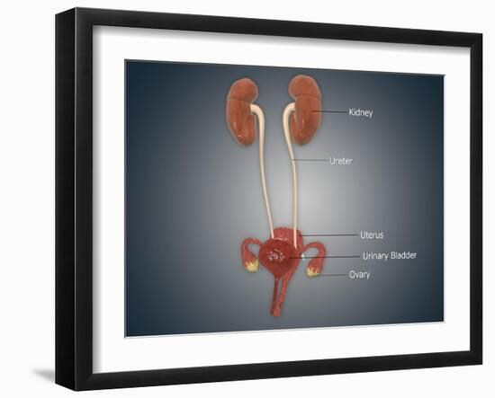 Anatomy of Female Uterus with Ovaries, Kidney and Bladder-null-Framed Art Print