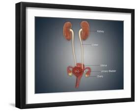 Anatomy of Female Uterus with Ovaries, Kidney and Bladder-null-Framed Art Print