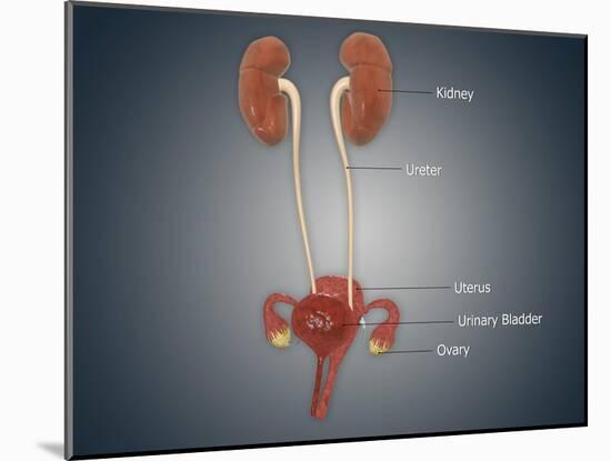 Anatomy of Female Uterus with Ovaries, Kidney and Bladder-null-Mounted Art Print