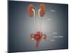 Anatomy of Female Uterus with Ovaries, Kidney and Bladder-null-Mounted Art Print