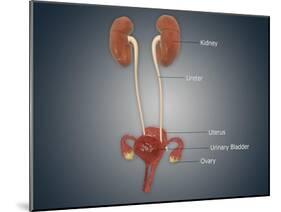 Anatomy of Female Uterus with Ovaries, Kidney and Bladder-null-Mounted Art Print