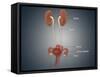 Anatomy of Female Uterus with Ovaries, Kidney and Bladder-null-Framed Stretched Canvas