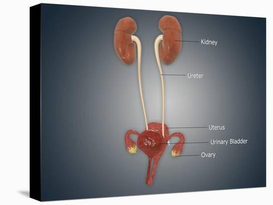 Anatomy of Female Uterus with Ovaries, Kidney and Bladder-null-Stretched Canvas