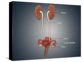 Anatomy of Female Uterus with Ovaries, Kidney and Bladder-null-Stretched Canvas