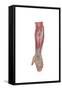 Anatomy of Forearm Muscles, Anterior View, Middle-null-Framed Stretched Canvas