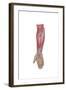 Anatomy of Forearm Muscles, Anterior View, Middle-null-Framed Art Print