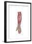 Anatomy of Forearm Muscles, Anterior View, Middle-null-Framed Art Print