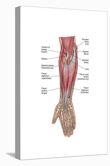 Anatomy of Forearm Muscles, Anterior View, Middle-null-Stretched Canvas