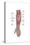 Anatomy of Forearm Muscles, Anterior View, Middle-null-Stretched Canvas