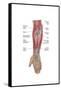 Anatomy of Forearm Muscles, Anterior View, Middle-null-Framed Stretched Canvas