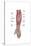 Anatomy of Forearm Muscles, Anterior View, Middle-null-Stretched Canvas