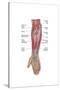Anatomy of Forearm Muscles, Anterior View, Middle-null-Stretched Canvas
