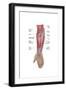 Anatomy of Forearm Muscles, Anterior View, Middle-null-Framed Art Print