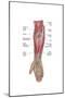 Anatomy of Forearm Muscles, Anterior View, Middle-null-Mounted Art Print