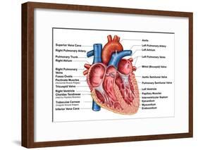 Anatomy of Heart Interior, Frontal Section-Stocktrek Images-Framed Art Print