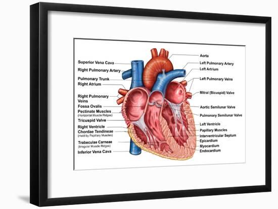 Anatomy of Heart Interior, Frontal Section-Stocktrek Images-Framed Art Print