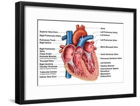 Anatomy of Heart Interior, Frontal Section-Stocktrek Images-Framed Art Print