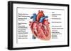 Anatomy of Heart Interior, Frontal Section-Stocktrek Images-Framed Art Print