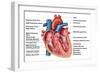 Anatomy of Heart Interior, Frontal Section-Stocktrek Images-Framed Art Print
