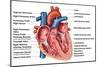 Anatomy of Heart Interior, Frontal Section-Stocktrek Images-Mounted Art Print