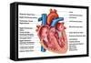 Anatomy of Heart Interior, Frontal Section-Stocktrek Images-Framed Stretched Canvas