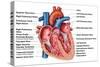 Anatomy of Heart Interior, Frontal Section-Stocktrek Images-Stretched Canvas