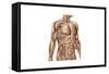 Anatomy of Human Abdominal Muscles-null-Framed Stretched Canvas