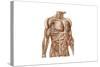 Anatomy of Human Abdominal Muscles-null-Stretched Canvas