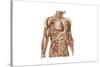 Anatomy of Human Abdominal Muscles-null-Stretched Canvas