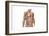 Anatomy of Human Abdominal Muscles-null-Framed Art Print