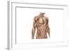 Anatomy of Human Abdominal Muscles-null-Framed Art Print