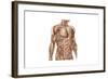 Anatomy of Human Abdominal Muscles-null-Framed Art Print